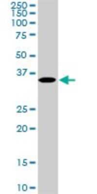 Western Blot: MEOX 2 Antibody (5A6) [H00004223-M02]