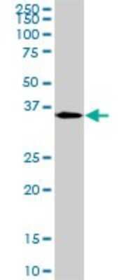 Western Blot: MEOX 2 Antibody (6A5) [H00004223-M03]