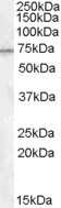 Western Blot: MEPCE Antibody [NB100-93420]