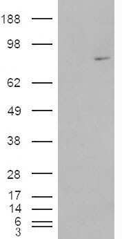 Western Blot: MEPCE Antibody [NB100-93420]