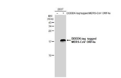 Western Blot: MERS-CoV ORF4a Antibody [NBP3-13423]