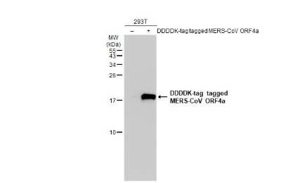 Western Blot: MERS-CoV ORF4a Antibody [NBP3-13428]