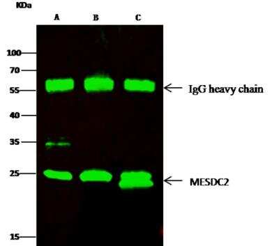 Immunoprecipitation: MESDC2 Antibody (502) [NBP2-89719]