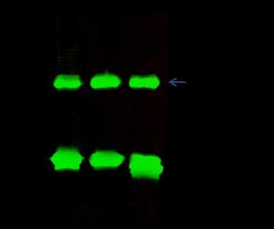 Immunoprecipitation: MESDC2 Antibody [NBP2-99668]