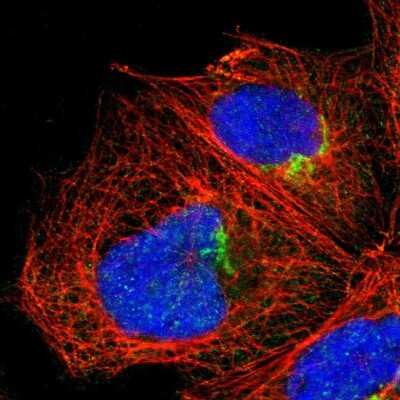 Immunocytochemistry/ Immunofluorescence: MEST Antibody [NBP1-87299]
