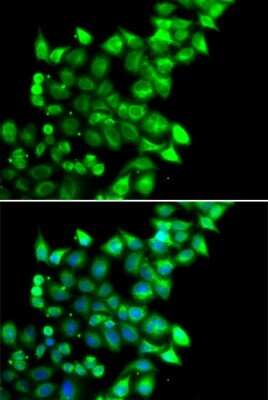 Immunocytochemistry/ Immunofluorescence: MEST Antibody - BSA Free [NBP3-04728]