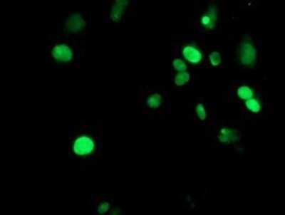 Flow Cytometry: METT10D Antibody (OTI3B5) - Azide and BSA Free [NBP2-72654]