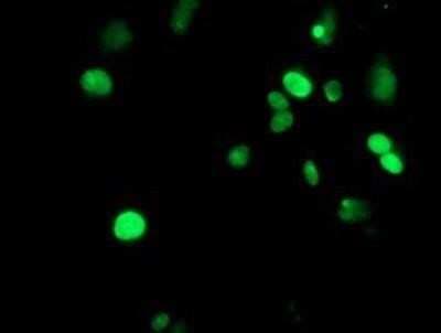 Immunocytochemistry/ Immunofluorescence: METT10D Antibody (OTI3B5) [NBP2-02026]