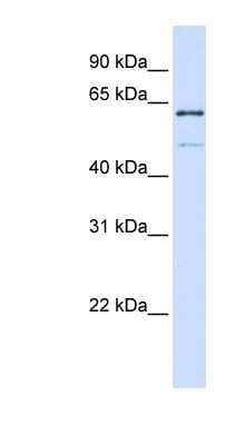 Western Blot: METT10D Antibody [NBP1-79255]