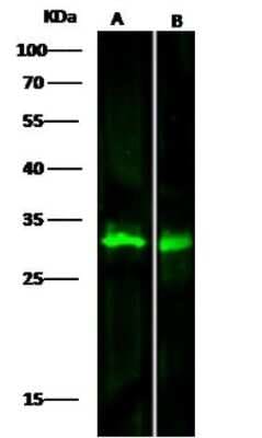 Western Blot: METTL1 Antibody (9C2F2) [NBP3-06651]