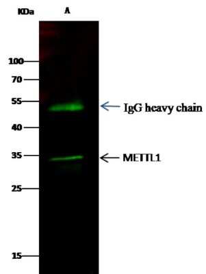 Western Blot: METTL1 Antibody (9C2F2) [NBP3-06651]