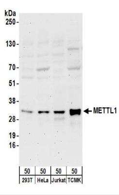 Western Blot: METTL1 Antibody [NBP2-22316]