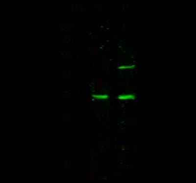 Western Blot: METTL1 Antibody [NBP2-99811]