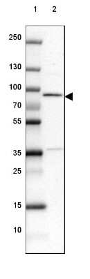 Western Blot: METTL13 Antibody [NBP2-38709]