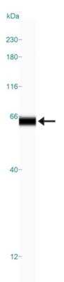 Simple Western: METTL14 Antibody [NBP1-81392]