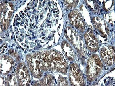 Immunohistochemistry: METTL25 Antibody (OTI2B6) [NBP2-46590]