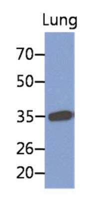Western Blot: MFAP4 Antibody (12D11)BSA Free [NBP2-42638]