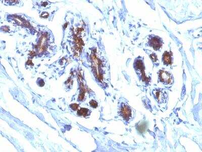 Immunohistochemistry-Paraffin: MFG-E8 Antibody (EDM45) - IHC-Prediluted [NBP2-48261]
