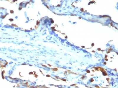 Immunohistochemistry-Paraffin: MFG-E8 Antibody (EDM45) [NBP2-44412]