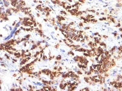 Immunohistochemistry-Paraffin: MFG-E8 Antibody (MFG-06) [NBP2-44410]