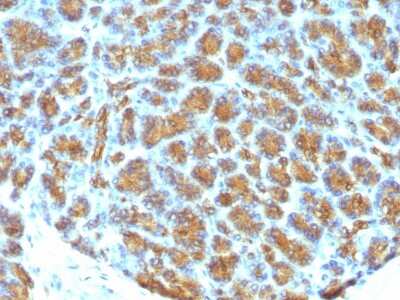 Immunohistochemistry-Paraffin: MFG-E8 Antibody (MFG-06) [NBP2-44410]