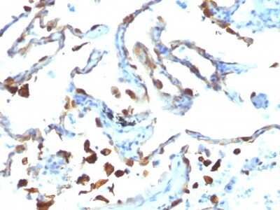 Immunohistochemistry-Paraffin: MFG-E8 Antibody (MFG-06) [NBP2-44410]