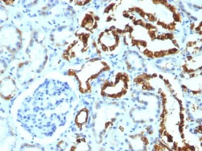 Immunohistochemistry-Paraffin: MFG-E8 Antibody (MFG-06) [NBP2-44410]