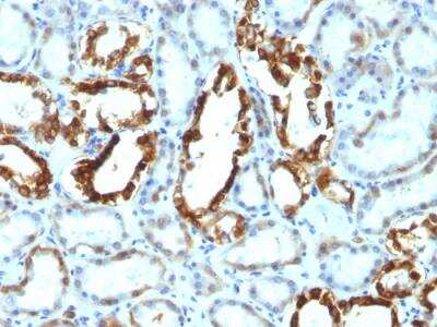 Immunohistochemistry-Paraffin: MFG-E8 Antibody (SPM291) - IHC-Prediluted [NBP2-48260]