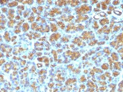 Immunohistochemistry-Paraffin: MFG-E8 Antibody (SPM291) - IHC-Prediluted [NBP2-48260]