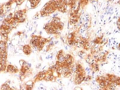 Immunohistochemistry-Paraffin: MFG-E8 Antibody (SPM291) [NBP2-44411]