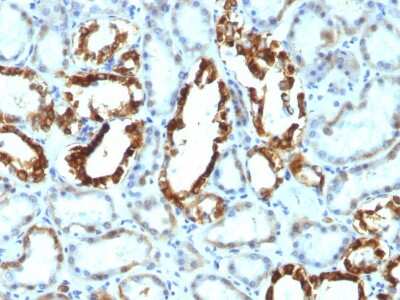Immunohistochemistry-Paraffin: MFG-E8 Antibody (SPM291) [NBP2-44411]