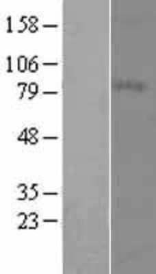 Western Blot: Melanotransferrin/CD228/MFI2 Overexpression Lysate [NBL1-13038]