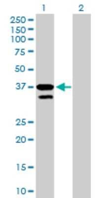 Western Blot: MFNG Antibody [H00004242-B01P]