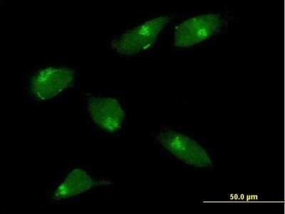 Immunocytochemistry/ Immunofluorescence: MGAT1 Antibody [H00004245-B01P]