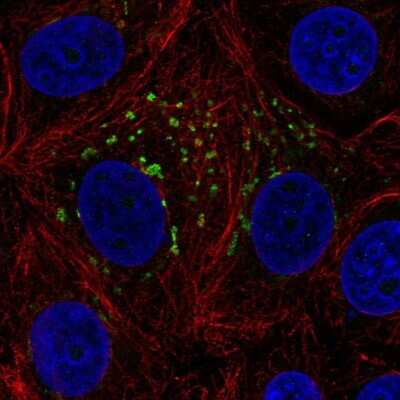 Immunocytochemistry/ Immunofluorescence: MGAT4A Antibody [NBP1-81809]