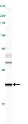 Simple Western: MGMT Antibody (MT 23.2)Azide and BSA Free [NBP2-80847]