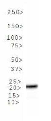 Western Blot: MGMT Antibody (MT 23.2)Azide and BSA Free [NBP2-80847]