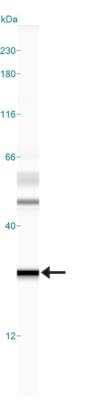 Simple Western: MGMT Antibody (MT 23.2)BSA Free [NB100-168]