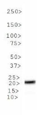Western Blot: MGMT Antibody (MT 23.2)BSA Free [NB100-168]