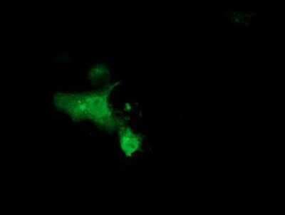 Immunocytochemistry/ Immunofluorescence: MGRN1 Antibody (OTI3C3) [NBP2-00586]