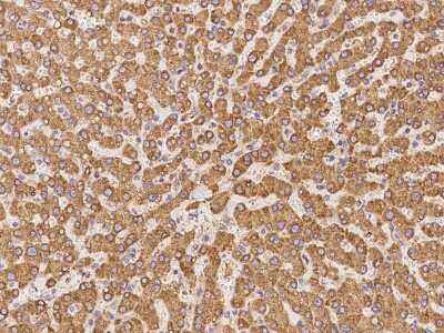 Immunohistochemistry-Paraffin: MGST2 Antibody [NBP2-98515]