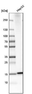 Western Blot: MGST2 Antibody [NBP1-82653]