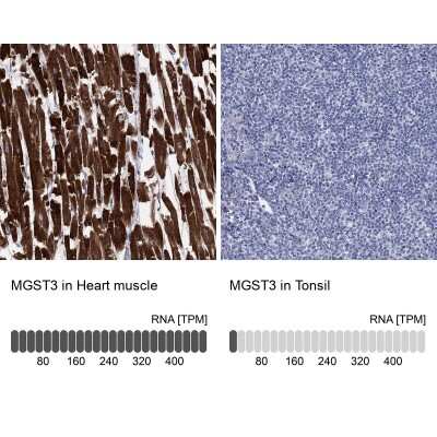 Immunohistochemistry-Paraffin: MGST3 Antibody [NBP3-17058]