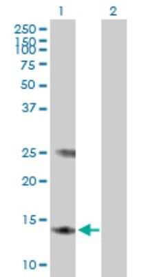 Western Blot: MGST3 Antibody [H00004259-B01P]