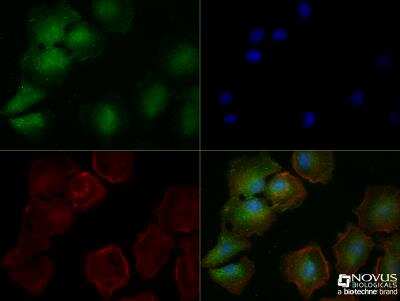 Immunocytochemistry/ Immunofluorescence: MHC Class I Antibody (OX18) - BSA Free [NB120-6405]