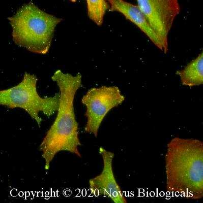 Immunocytochemistry/ Immunofluorescence: MHC Class I Antibody (OX18) - BSA Free [NB120-6405]
