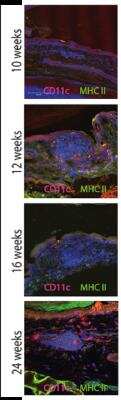 Immunocytochemistry/ Immunofluorescence: MHC Class II Antibody (ER-TR2) - BSA Free [NB100-64959]