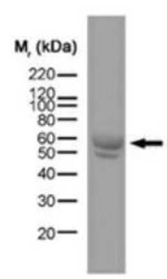 Western Blot: MHC Class II RT1B Antibody (OX-6)Azide and BSA Free [NBP2-80849]