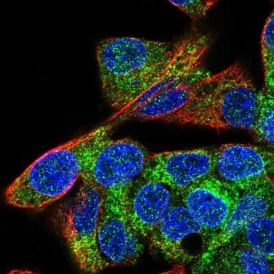 Immunocytochemistry/ Immunofluorescence: MIA2 Antibody [NBP2-33754]