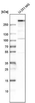 Western Blot: MIA3 Antibody [NBP2-33770]